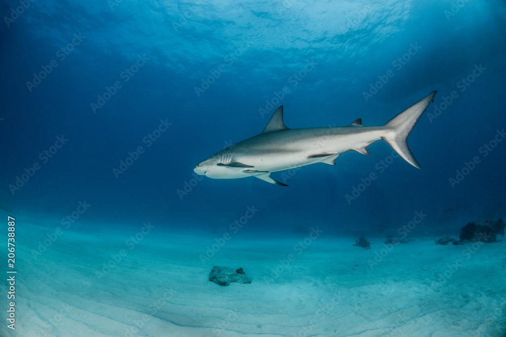 Obraz premium Caribbean reef shark