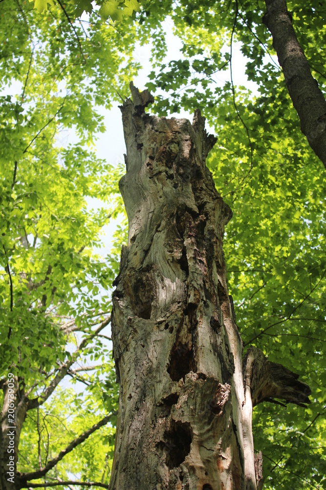 Obraz premium Old Woodpecker Tree