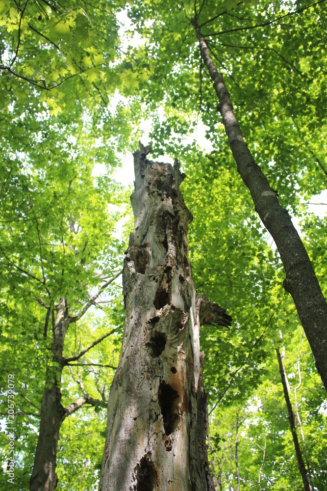 Fototapeta premium Old Woodpecker Tree