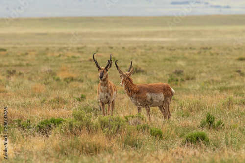 Pair of Pronghorn Antelope Bucks © natureguy