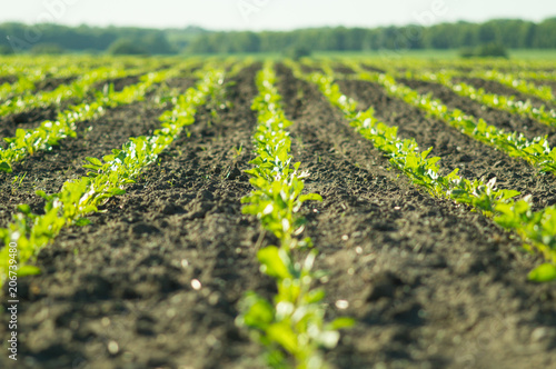 Sugar beet, sugar beet sprouts field