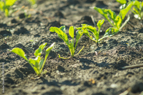 Sugar beet, sugar beet sprouts field