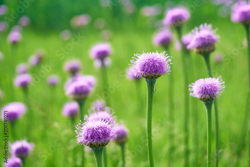 Purple cornflowers close-up