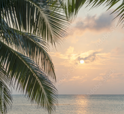 Caribbean Sunrise Palms Background