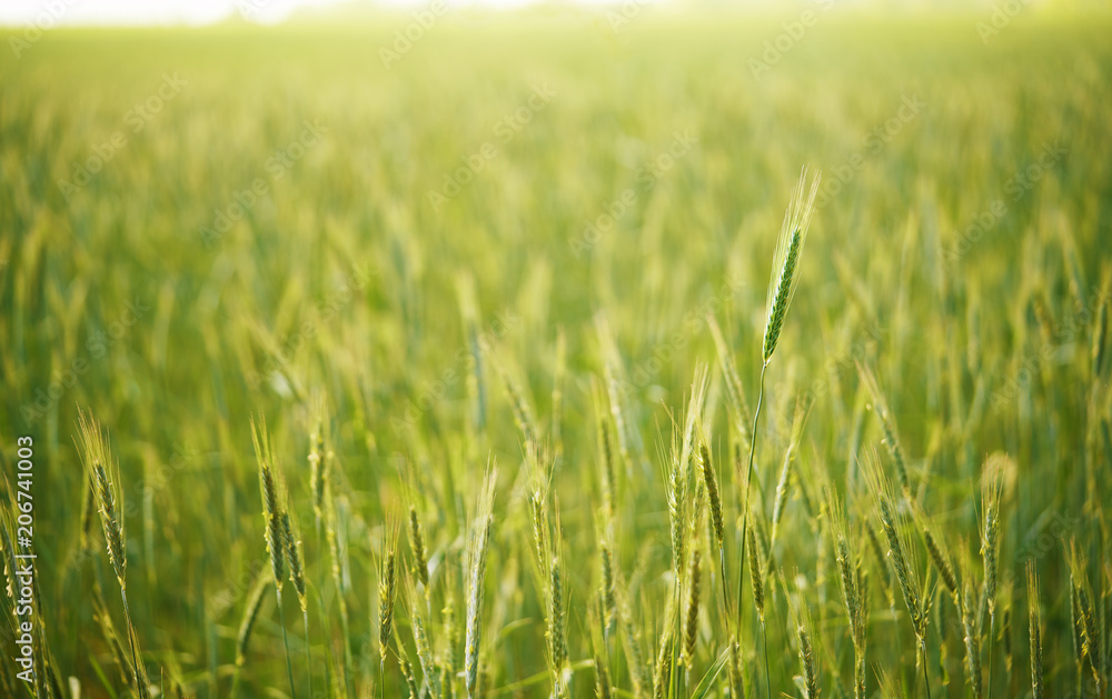 Barley field in dawning time. Selective focus