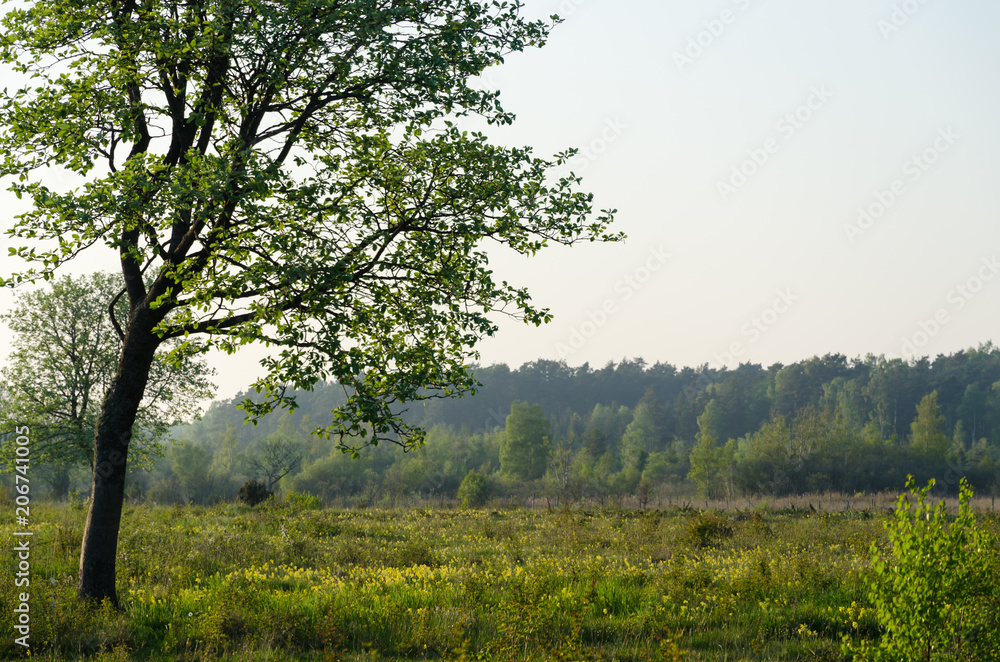 Fototapeta premium Springtime in a beautiful grassland