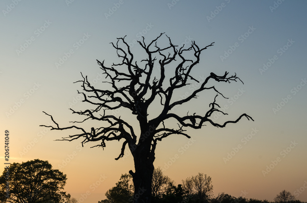 Old mighty oak tree silhouette Old mighty oak tree silhouette