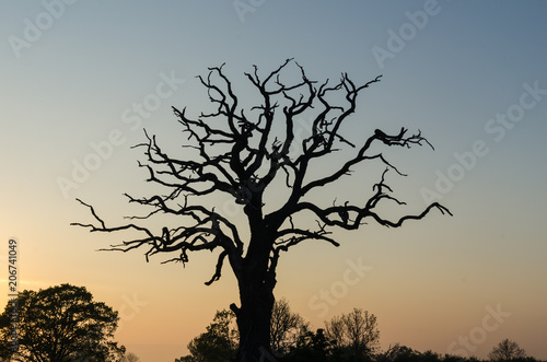 Old mighty oak tree silhouette