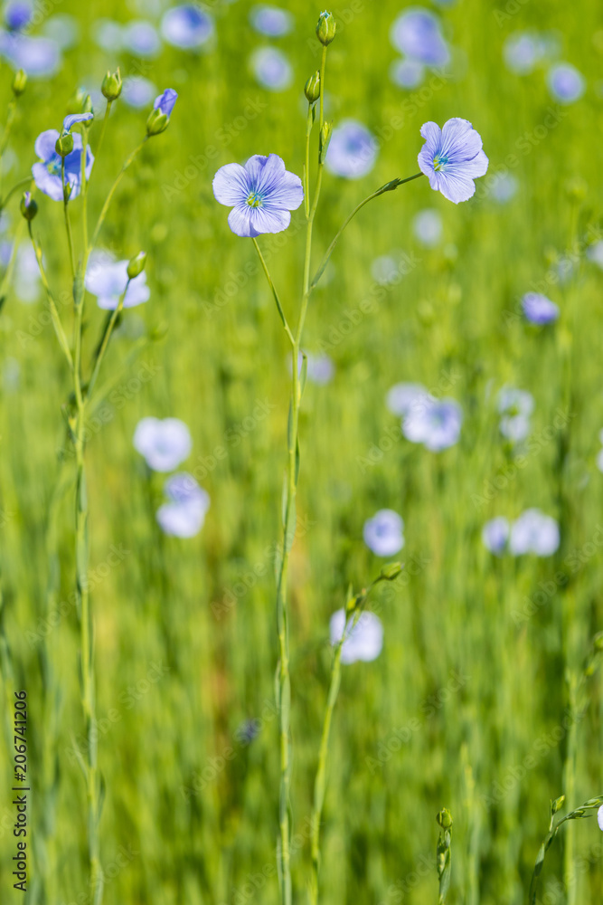 blue flax field closeup at spring shallow depth of field