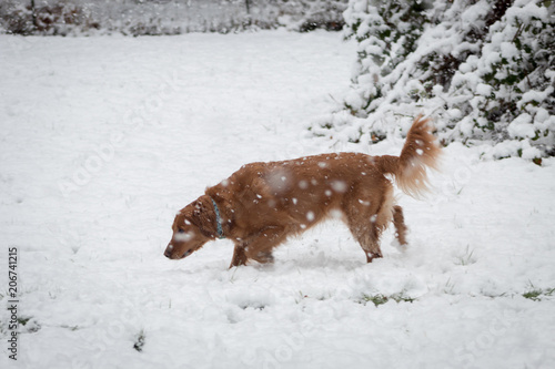 Fototapeta Naklejka Na Ścianę i Meble -  Golden retriever running in the snow