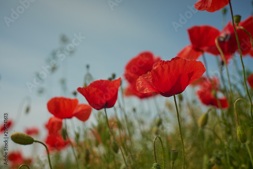 Red poppy flowers. Poppy flowers and blue sky in a field with bees and bumblebees