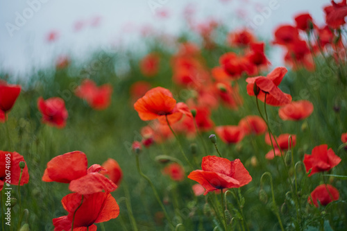 Red poppy flowers. Poppy flowers and blue sky in a field with bees and bumblebees © Matthias