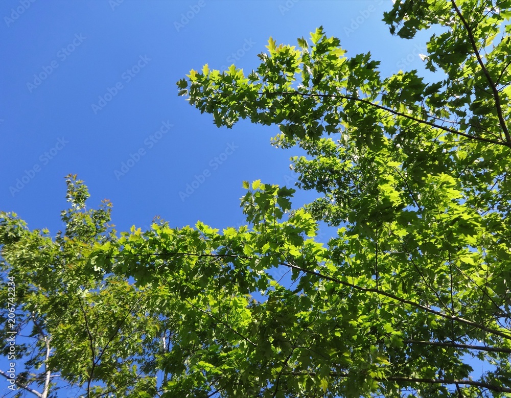 Fresh new leaves brighten from spring sunshine against a blue sky