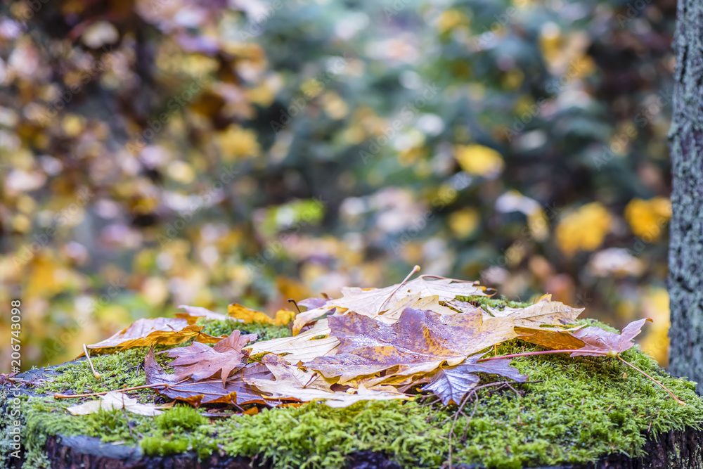 fallen leaves with drops of dew, lie on a stump covered with green moss