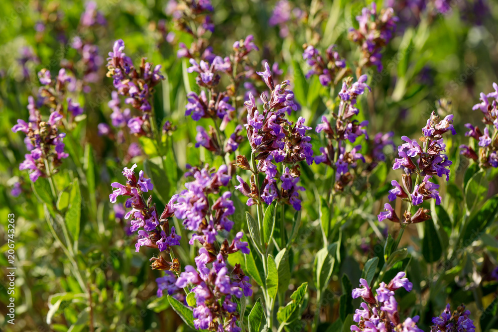 Fototapeta premium The lavendel flowers.