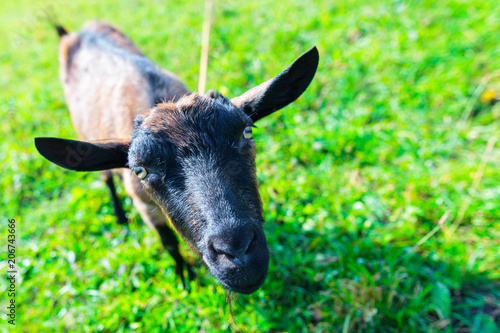 hornless female tribal goat of brown color of English breed on meadow at the sunny day, somewhere in western Ukraine, agriculture industry, farming and animal husbandry concept