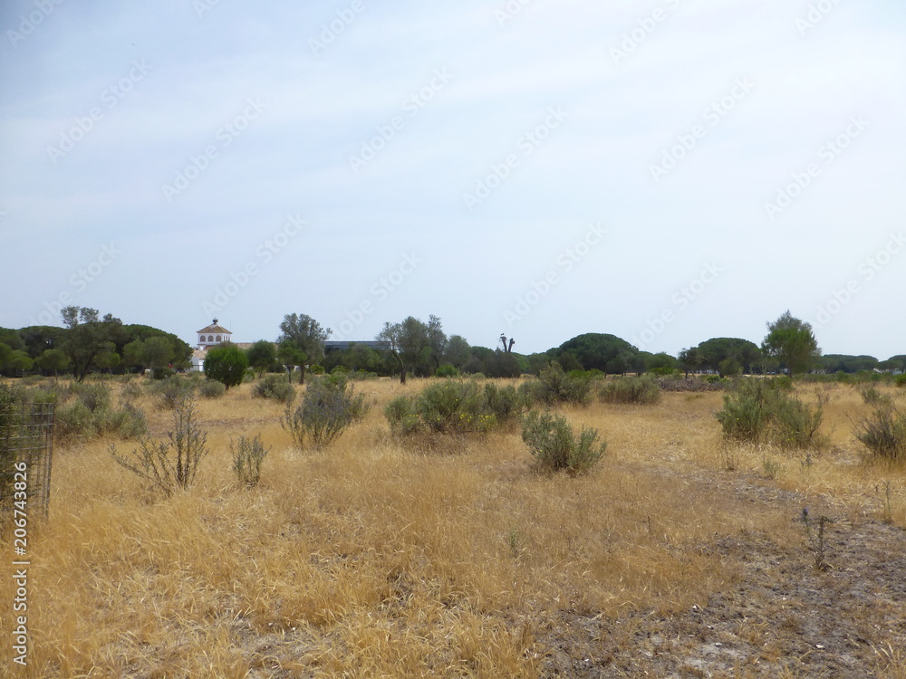 Paeque natural de Doñada en el Rocio en Huelva (Andalucia,España) Paeque natural de Doñada en el Rocio en Huelva (Andalucia,España)