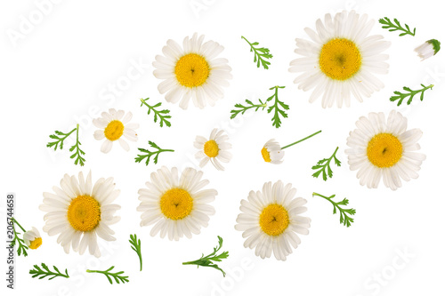 chamomile or daisies with leaves isolated on white background with copy space for your text. Top view. Flat lay © kolesnikovserg