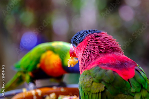 Zwei kleine Papageien lassen sich das Futter schmecken. photo