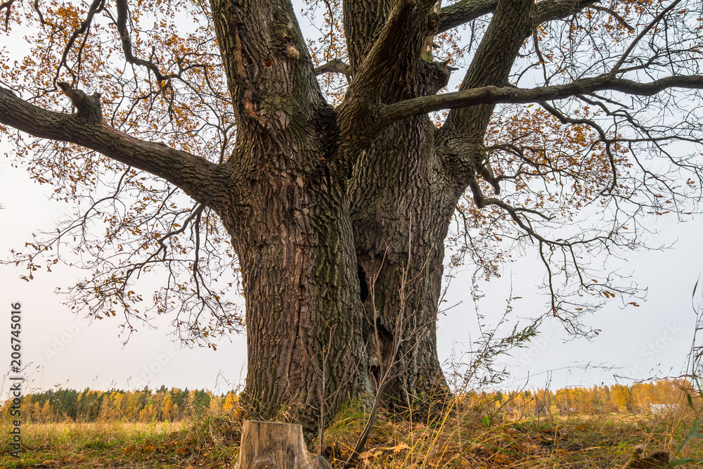 Fototapeta premium Melancholic autumn landscape. Fragment of almost leafless old oak tree on the fading field in a cloudy evening.