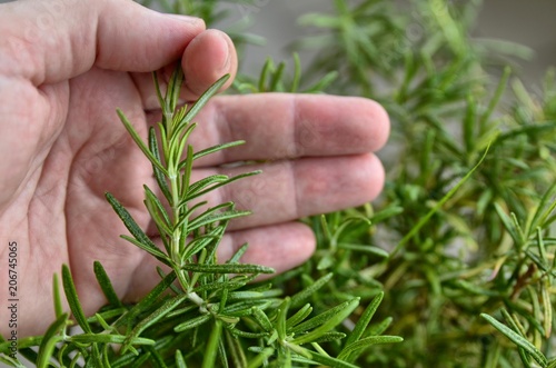 Rosemary in vase, close-up. The hand of a caucasian man caresses the needles of rosemary. Selective focus.