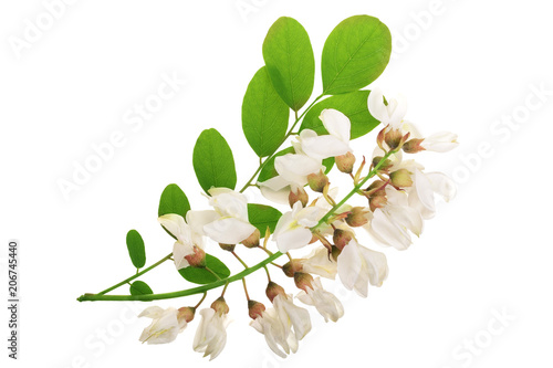 Blossoming acacia with leafs isolated on white background, Acacia flowers, Robinia pseudoacacia . White acacia