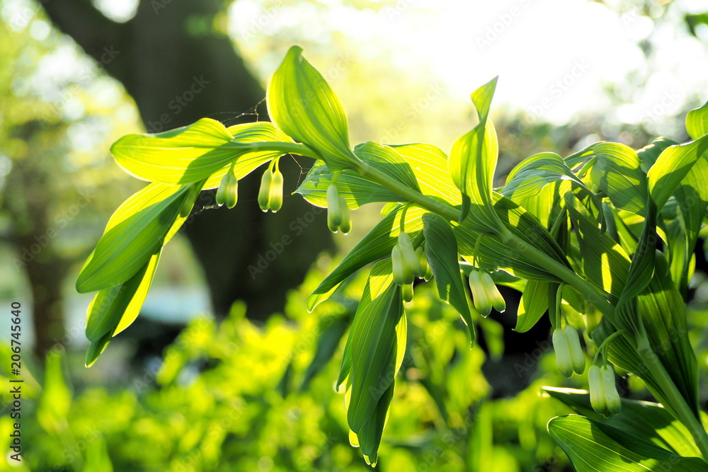 Fototapeta premium plants