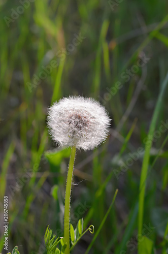 white fluffy dandelion against the background of green grass