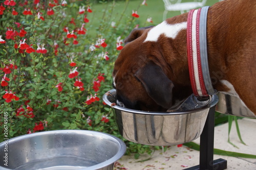 Chien Boxer mangeant sa gamelle