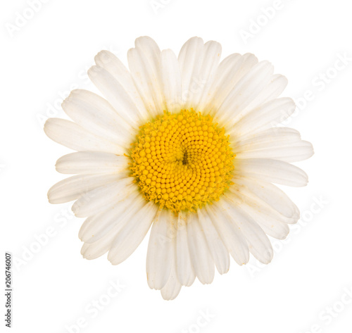 chamomile or daisies isolated on white background. Top view. Flat lay