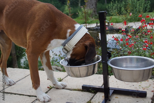 Chien Boxer mangeant sa gamelle