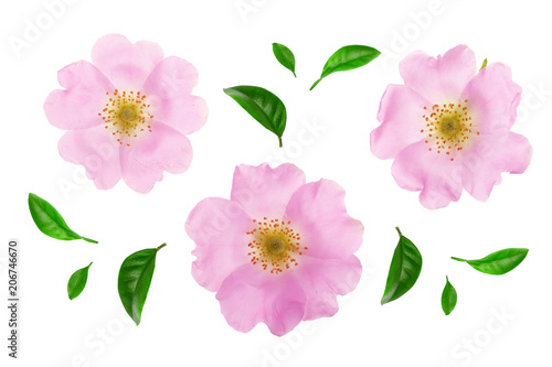 Fototapeta Naklejka Na Ścianę i Meble -  Rosehip flower with leaf isolated on white background close up