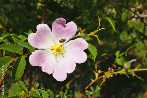 Wild rose with an insect in a forest
