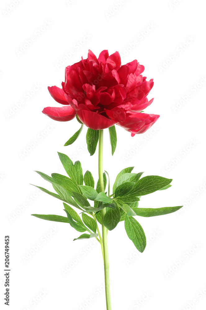 Beautiful blooming peony flower on white background Beautiful blooming peony flower on white background