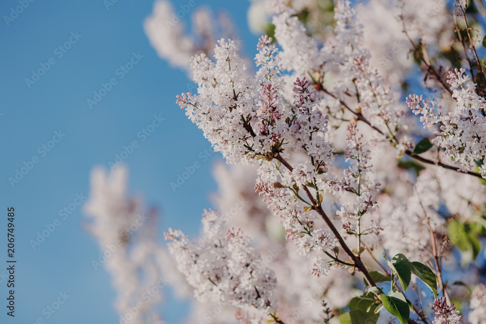 Branch of blooming lilac in spring park against blue sky background. Garden in bloom. Purple lilac. Beautiful flowers outdoor. Spring concept Branch of blooming lilac in spring park against blue sky background. Garden in bloom. Purple lilac. Beautiful flowers outdoor. Spring concept