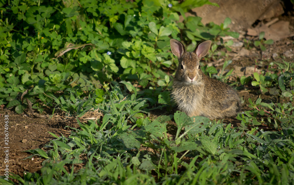 Fototapeta premium Baby Rabbit Sitting