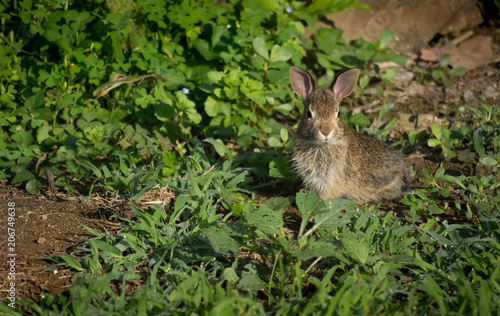 Baby Rabbit Sitting