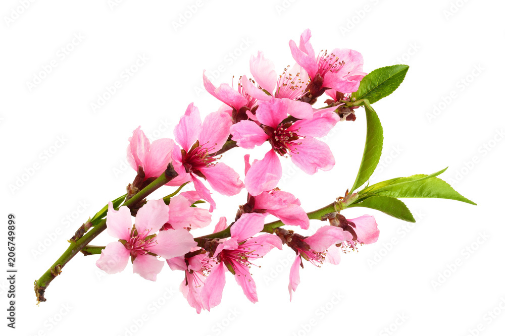 Obraz premium Cherry blossom, sakura flowers isolated on white background