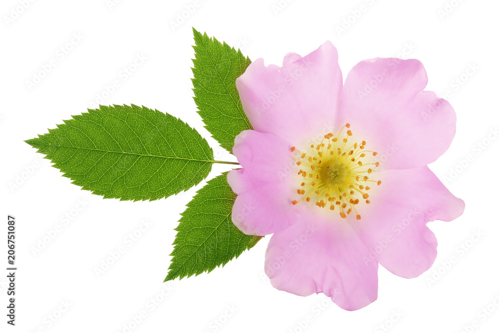 Obraz premium Rosehip flower with leaf isolated on white background close up