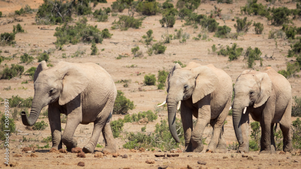 A herd of elephants approaching the waterhole. A herd of elephants approaching the waterhole.