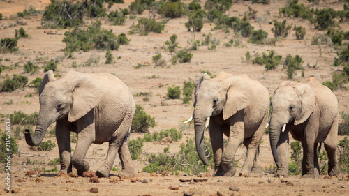 A herd of elephants approaching the waterhole.