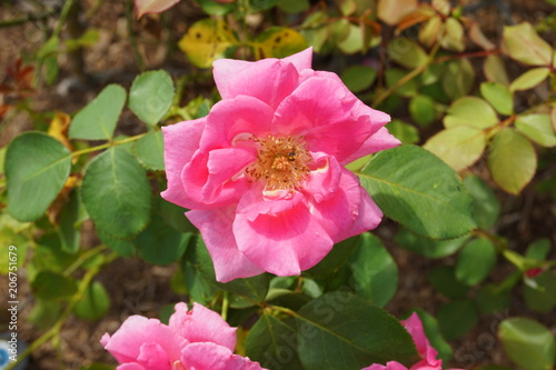Pink flower at the park garden