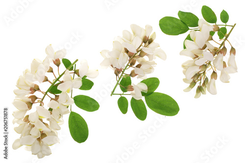 Fototapeta Naklejka Na Ścianę i Meble -  Blossoming acacia with leafs isolated on white background, Acacia flowers, Robinia pseudoacacia . White acacia