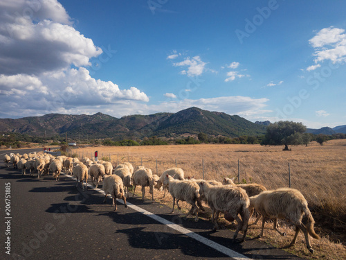 Herd of sheeps on a road in Sardinia