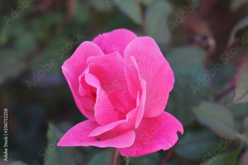 Pink flower in bloom