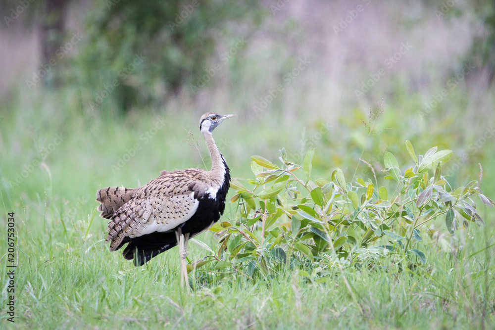 Obraz premium A black -bellied bustard searching for a mate.