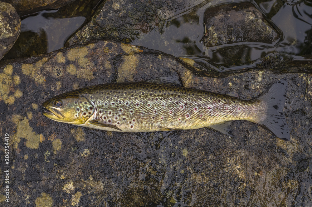 Caught brown trout fish on river stone Caught brown trout fish on river stone