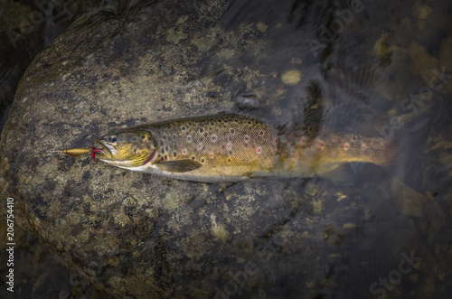 Fototapeta Naklejka Na Ścianę i Meble -  Caught brown trout fish on river stone