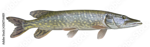 Pike fish trophy isolated on white background