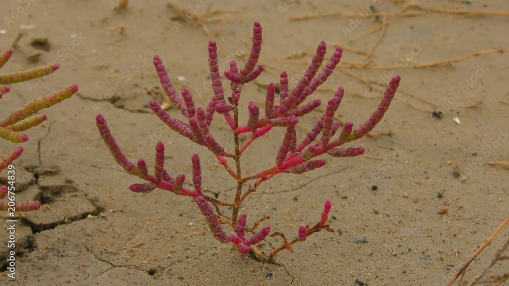 Common glasswort (Salicornia europaea), a separate plant. Common glasswort (Salicornia europaea), a separate plant.